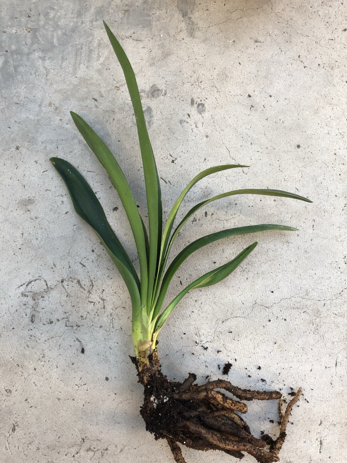 Clivia Miniata Plants Bush Lily Orange Flowers 6-7 Leaves Ready to Plant No Pot