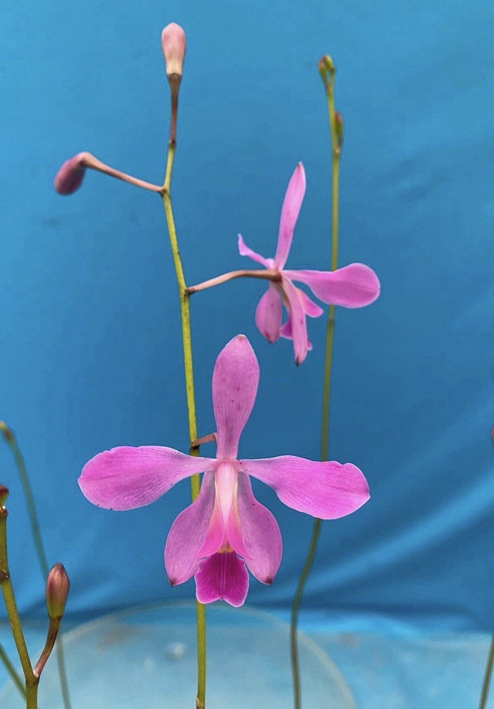 Encyclia jenischiana Pink Purple Tall Stems NEW DIVISIONS Orchid Species 2” Pot