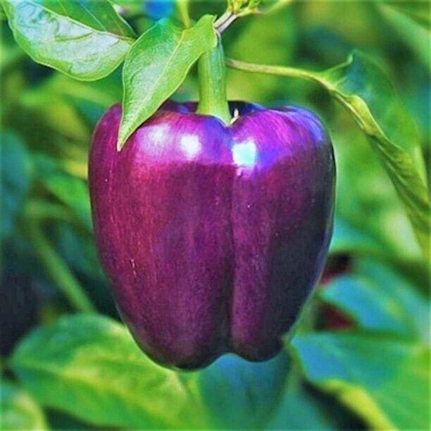Sunset Aloha Pepper, Big Red, Yellow, Lilac, Orange Bell Pepper Seeds, 2024