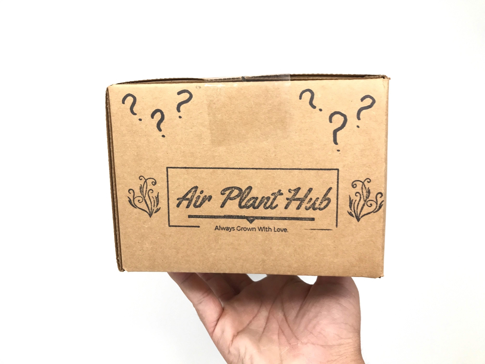 Air Plant Premium Grab Bag (Our Best Seller!)