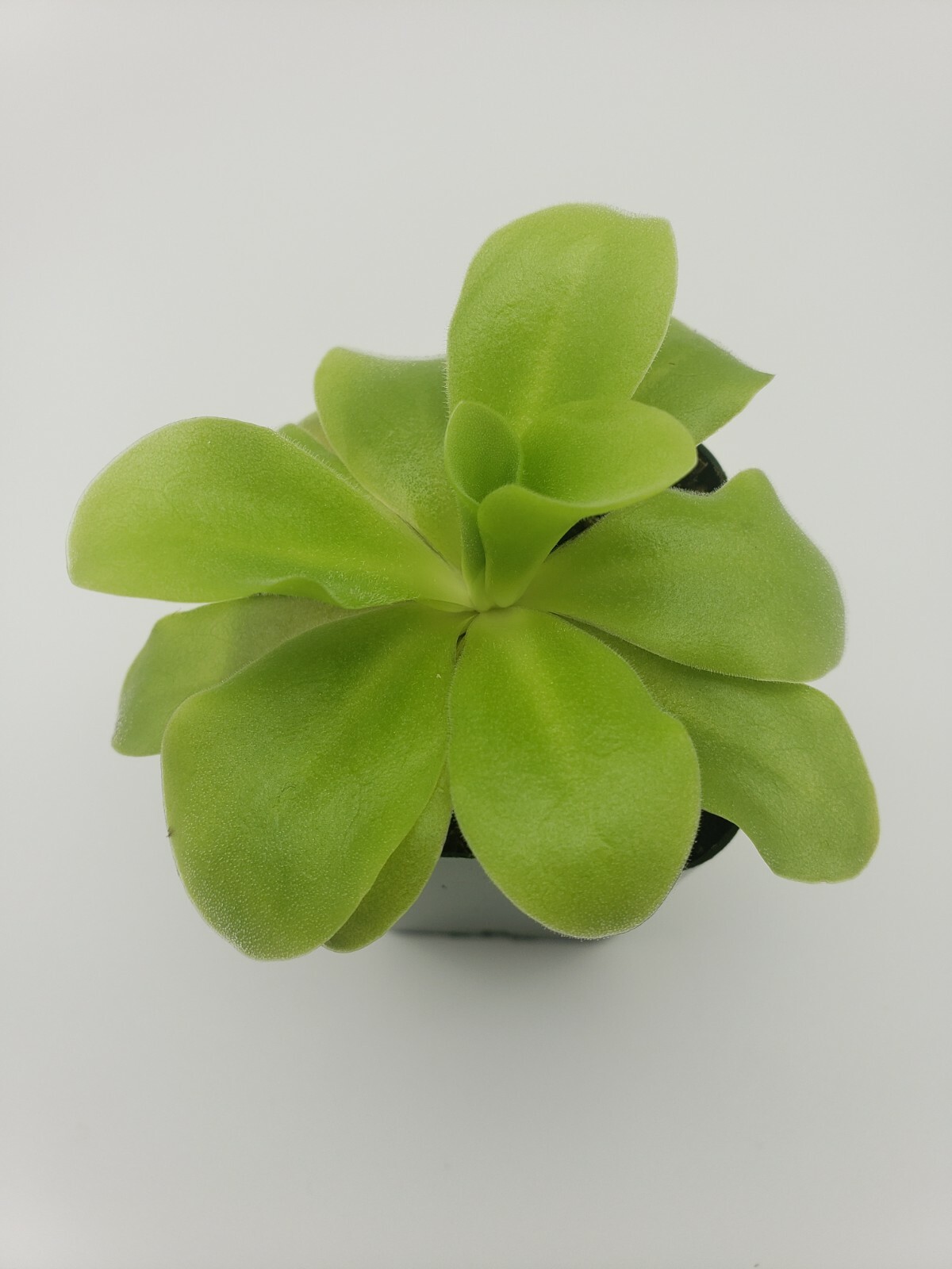 Pinguicula agnata ‘El Lobo’ x Huahuapan- Carnivorous Plant – Butterworts