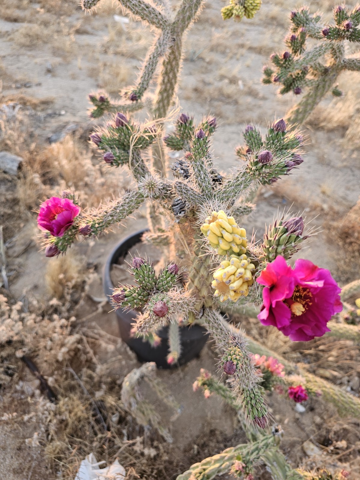 Cylindropuntia Imbricata sbs spinosior (Tree cholla), 3 cuttings 4-6”; 0F Hardy