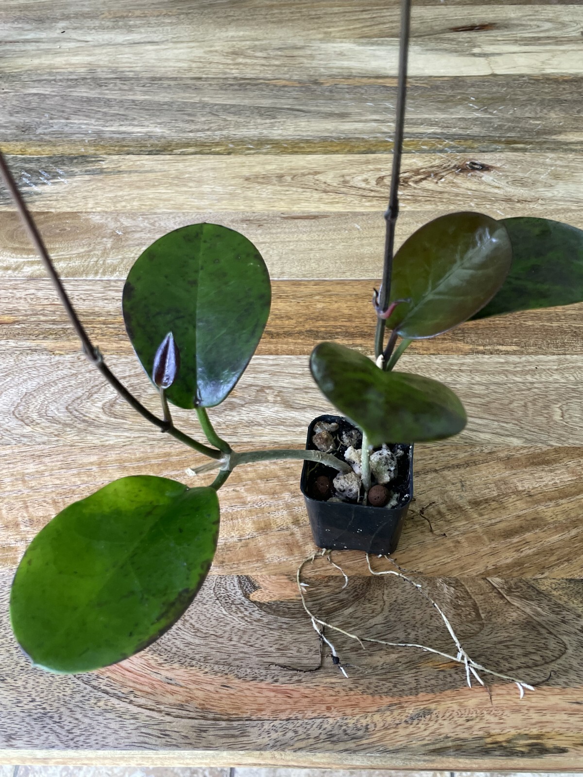 Hoya Australis Vine Wax Flower Live Plant New Growth, California USA Seller
