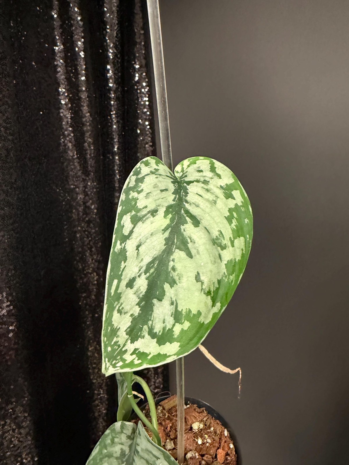 Scindapsus Army, Dark Green Leaf, US Seller