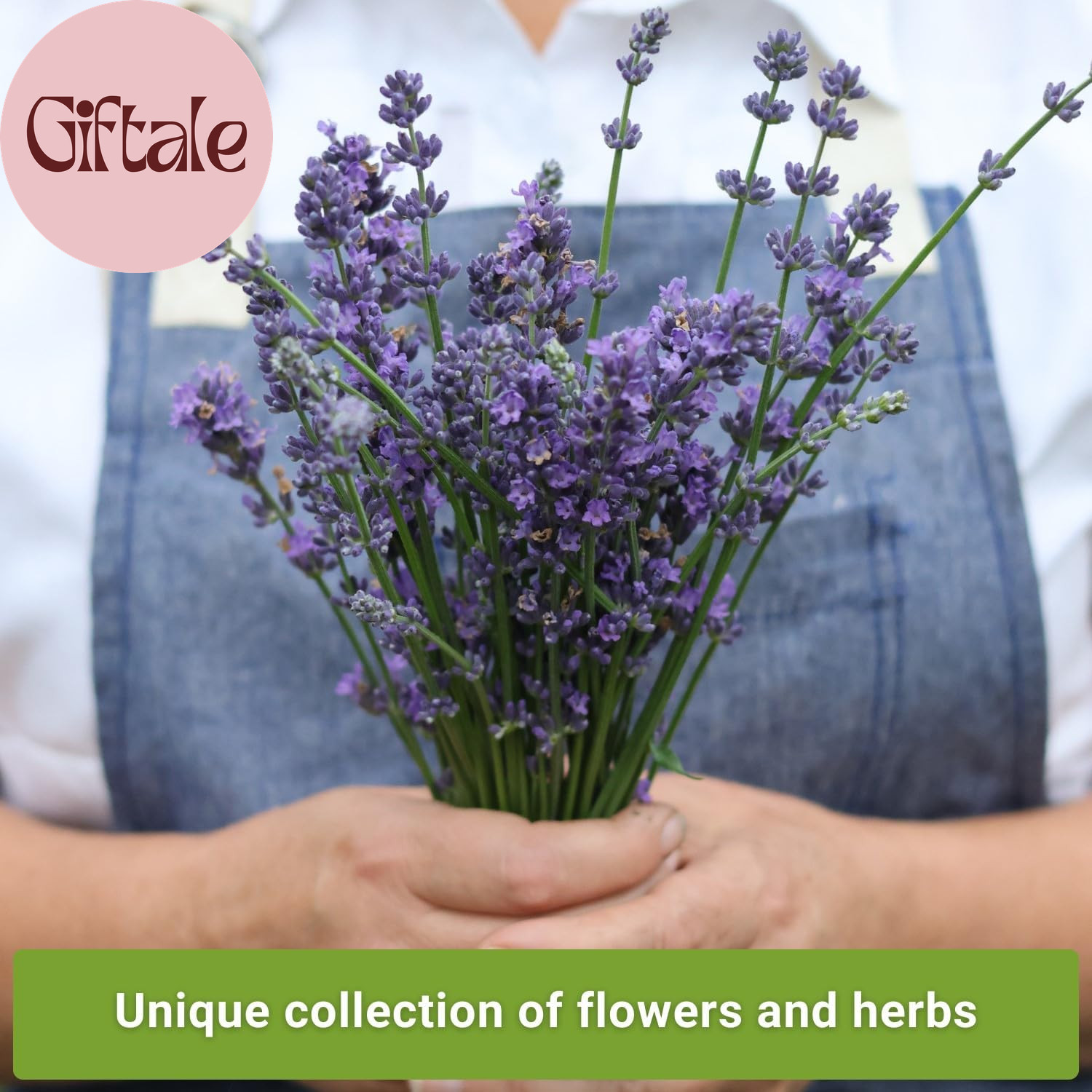 – Insect & Pest Repellent Seed Collection for Planting – Lavender, Catnip, Marig