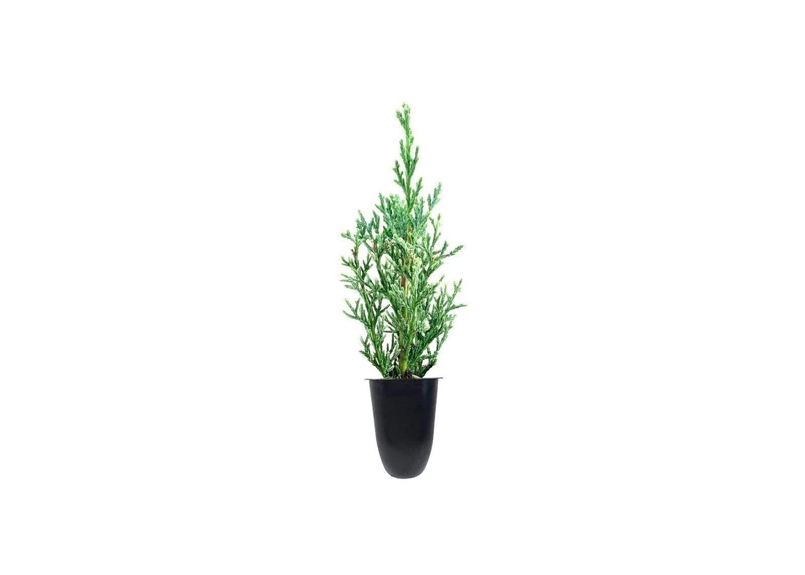 Italian Cypress | 2 Inch | Cupressus sempervirens | Low Maintenance | Hardy