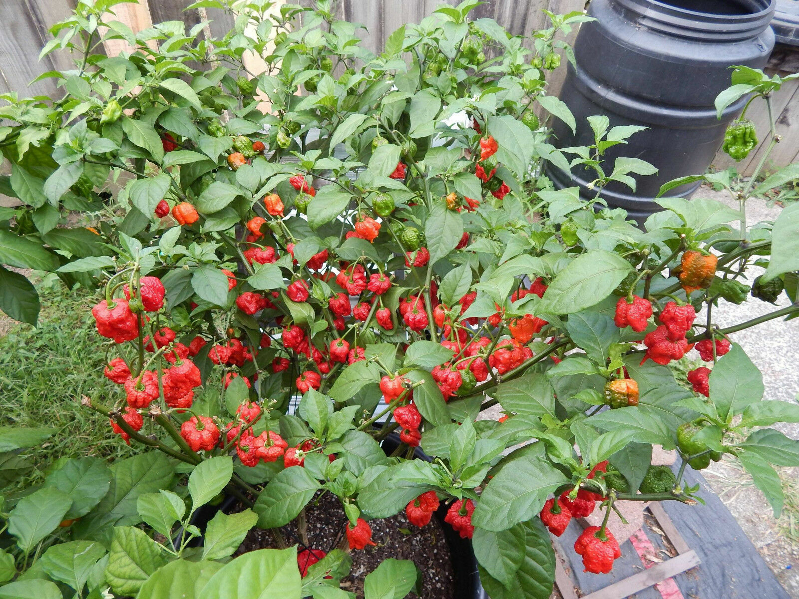 1000 Carolina Reaper Chili Pepper Seeds World Record Hot Peppers Vegetables