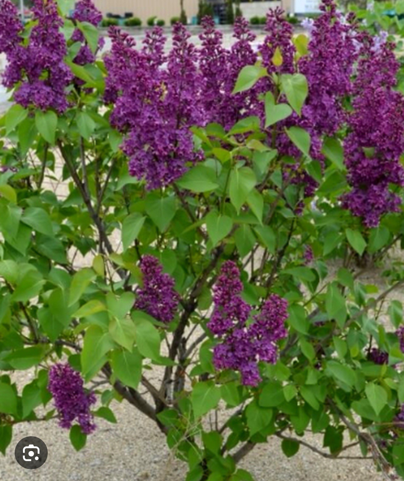 Congo Lilac~Syringa Vulgaris~Small Well Rooted STARTER Plant~4-8” Tall