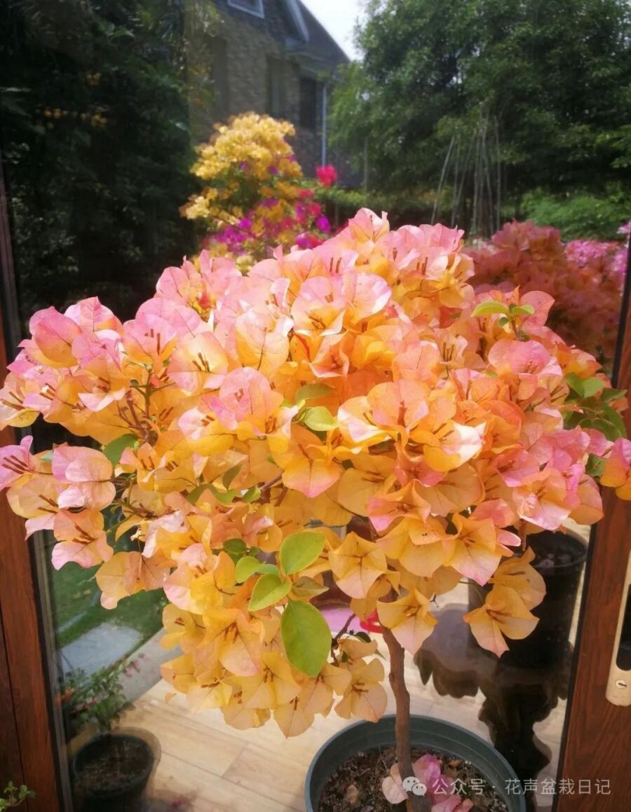 Multi color Golden Hui 金色光辉三角梅small Size bougainvillea 1 Gallon Pot 10-12 In