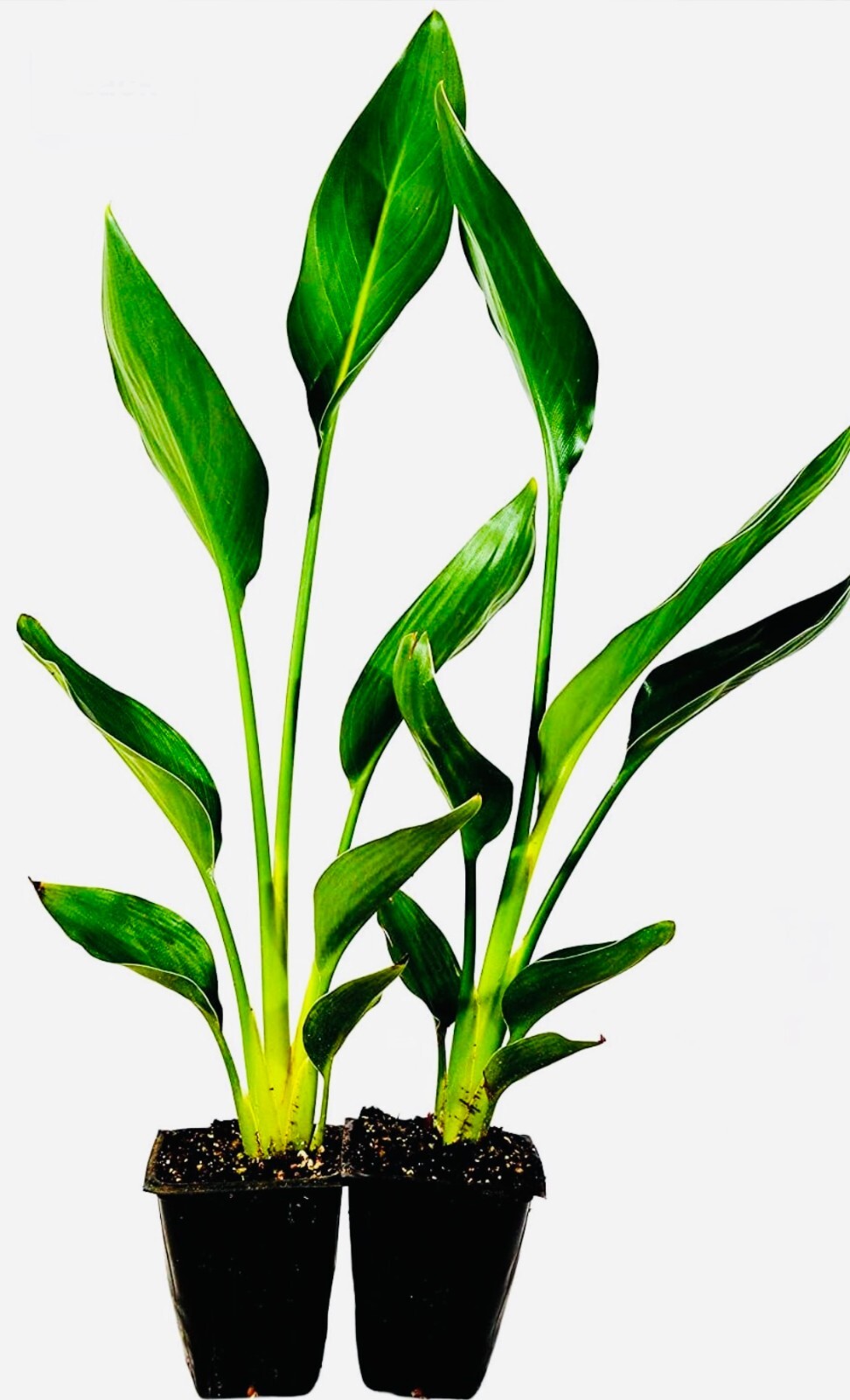 1 ORANGE BIRD OF PARADISE PLANT BEST GIFT LIVE PLANT GUARANTEED, SELECT OPTIONS