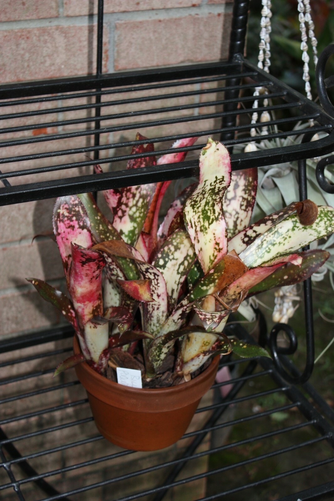 8 assorted bromeliads mix lot SMALL plants neoregelia vriesea billbergia pups