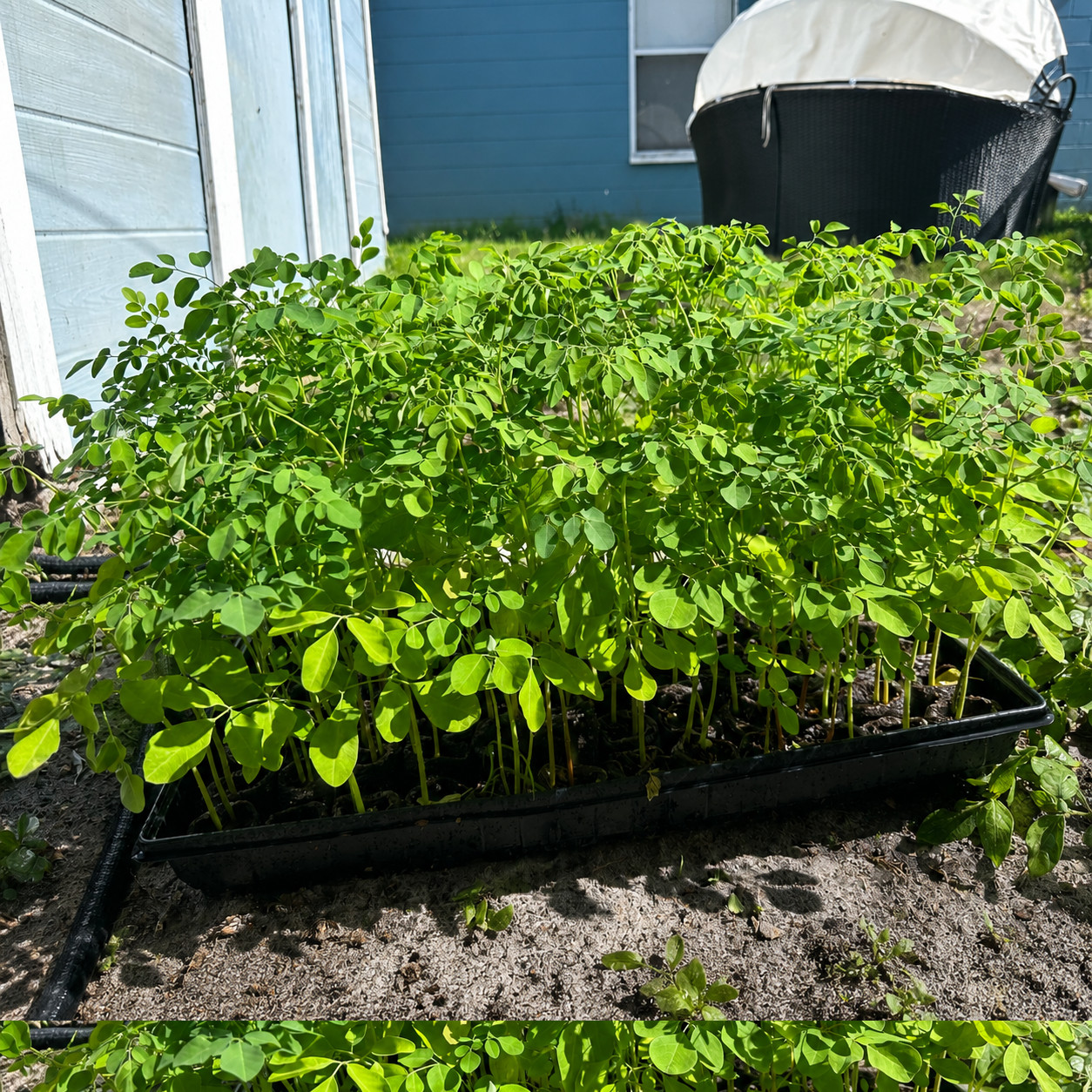 3 Live Moringa Tree Seedling 1 foot+ Moringa Oleifera live Miracle Tree Plant