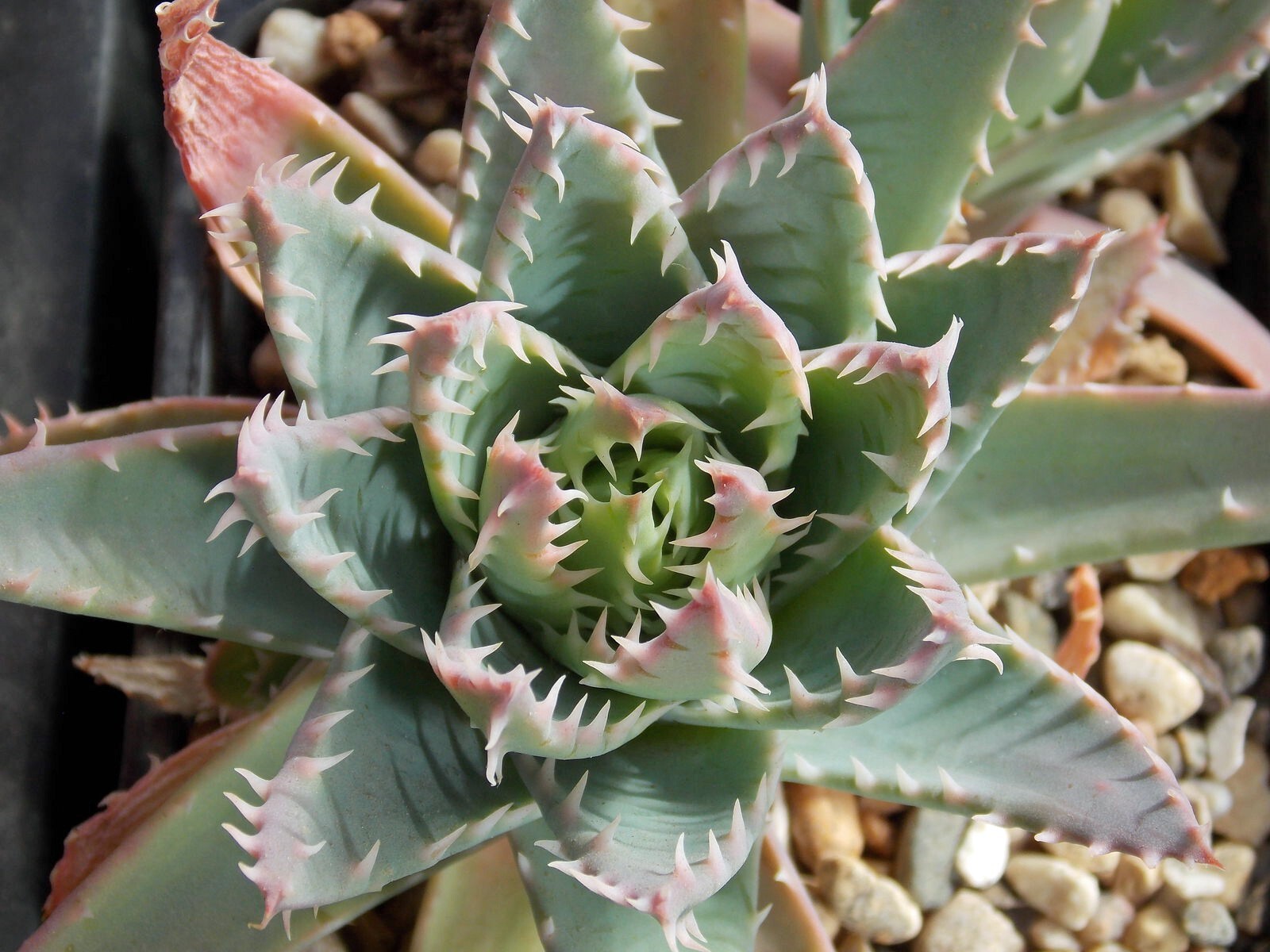 Aloe brevifolia | Short-Leaved Aloe | 10 Seeds