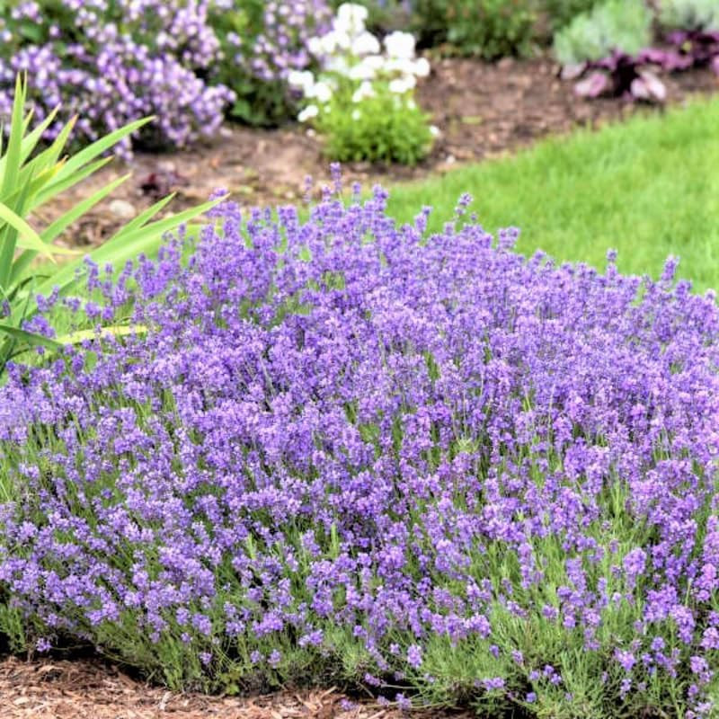 3 Plugs Lavender Plants Live Starter Plants 1-3″ in Tall, Hardy Perennial Lavend