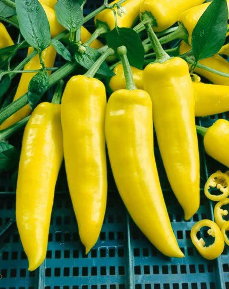 Hungarian Hot Wax pepper seeds NON-GMO great pickler