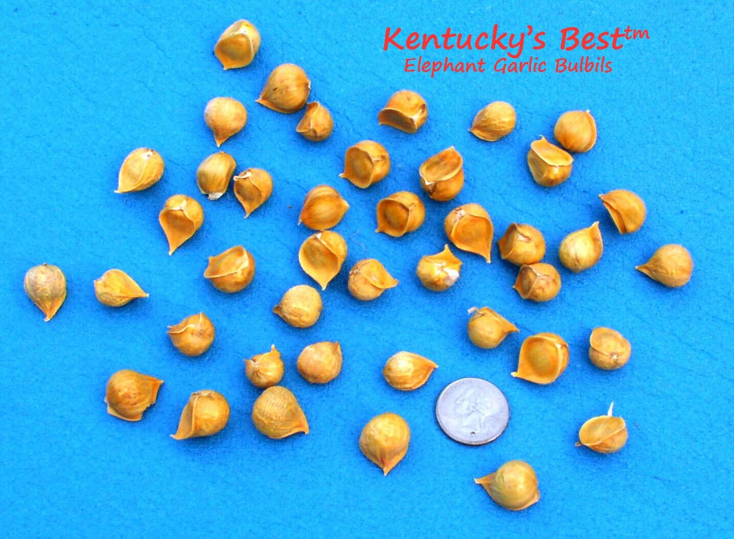 Kentucky’s Best Elephant Garlic SEEDS: 25 BULBILS (Corms, Korms, Bulblets)
