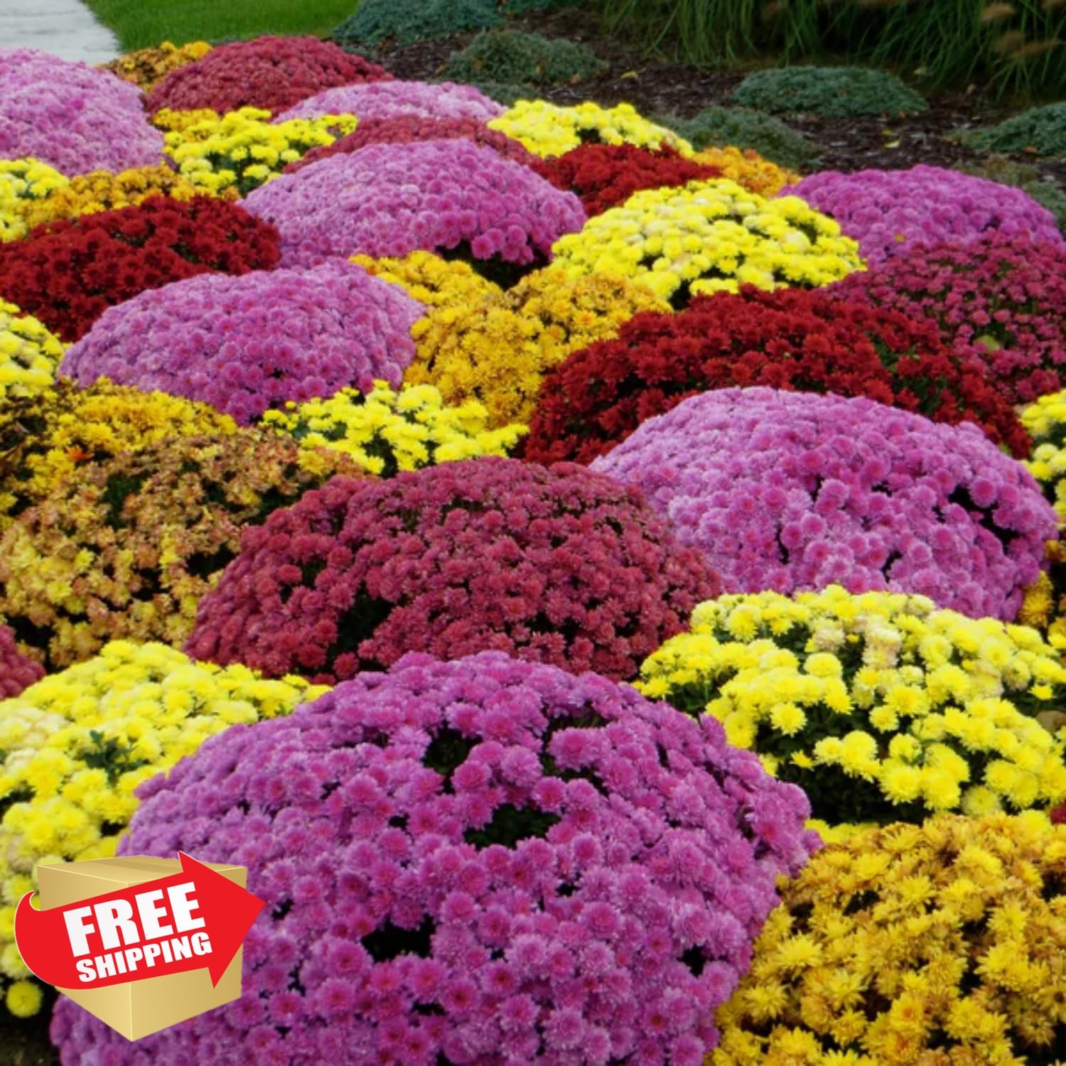 Wivolibe Mixed Color Chrysanthemum Seeds