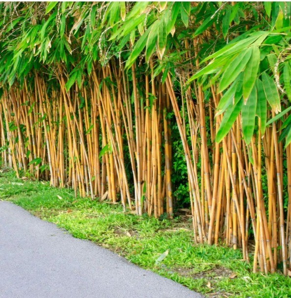 60 PLUS Golden bamboo seeds (Phyllostachys Aurea)