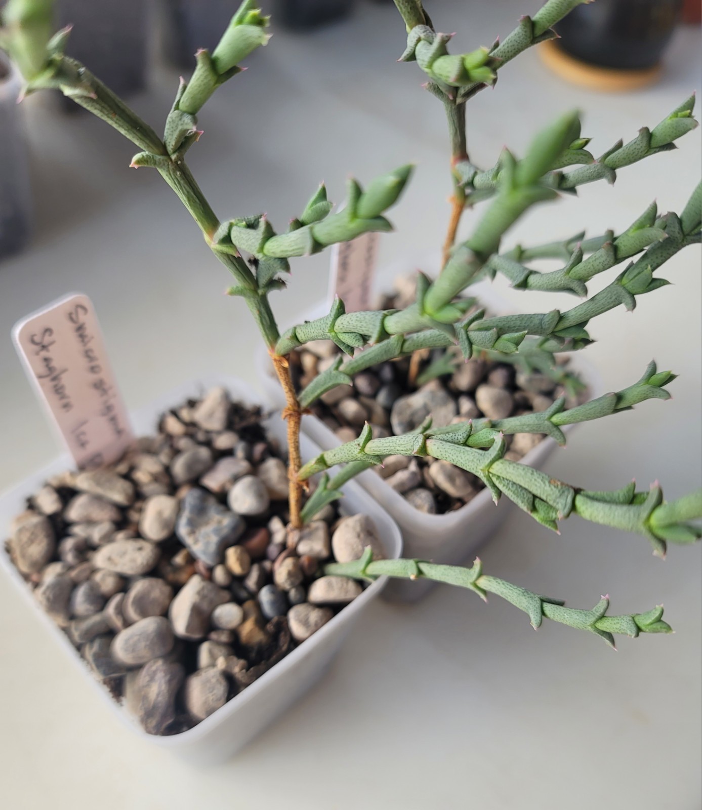 Live Rooted Smicrostigma Viride “Staghorn Ice Plant” Succulent In 3″ Pot