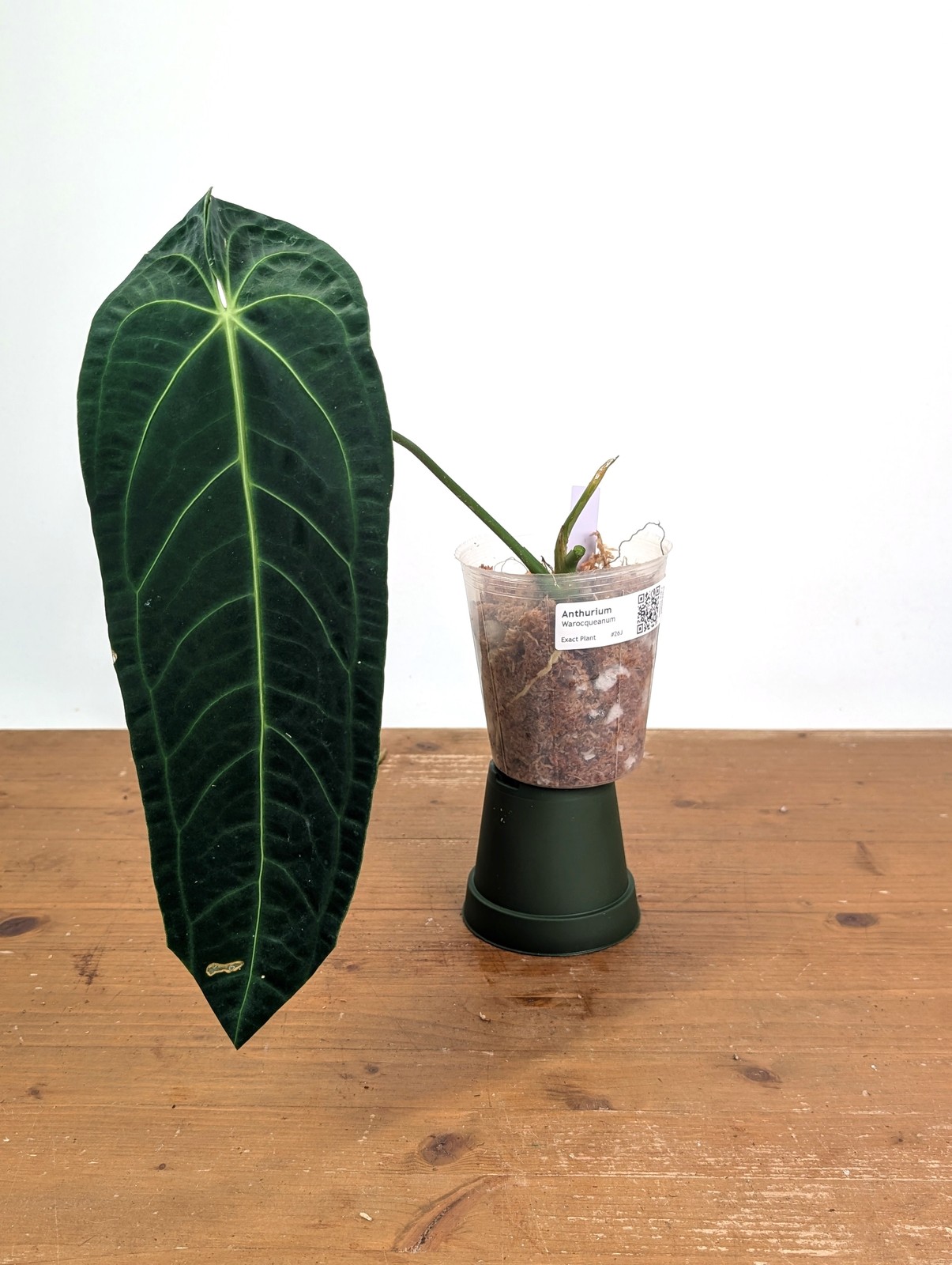 Anthurium Warocqueanum ‘Queen’ – Exact Plant Narrow Dark 4″ Pot (#26J)