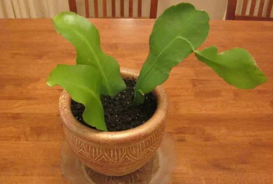 Epiphyllum Oxypetalum (Queen of the Night Orchid Cactus) 1 living plant