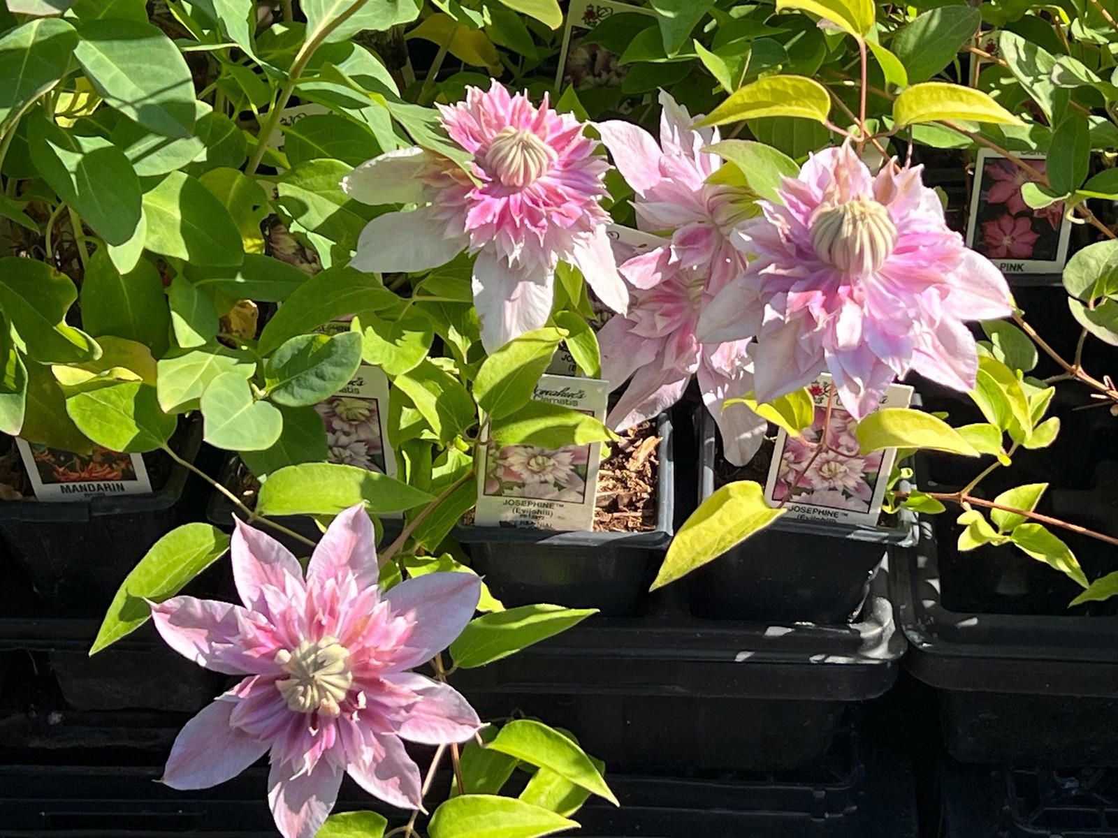 1 “Josephine Evijohil” Clematis Starter Plant (Not Seeds) – US Seller