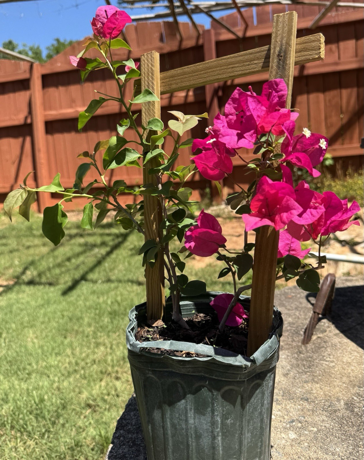 (NEW) 1 Live Bougainvillea Plant, 5–10” Tall, Royal Purple — Healthy & Beautiful