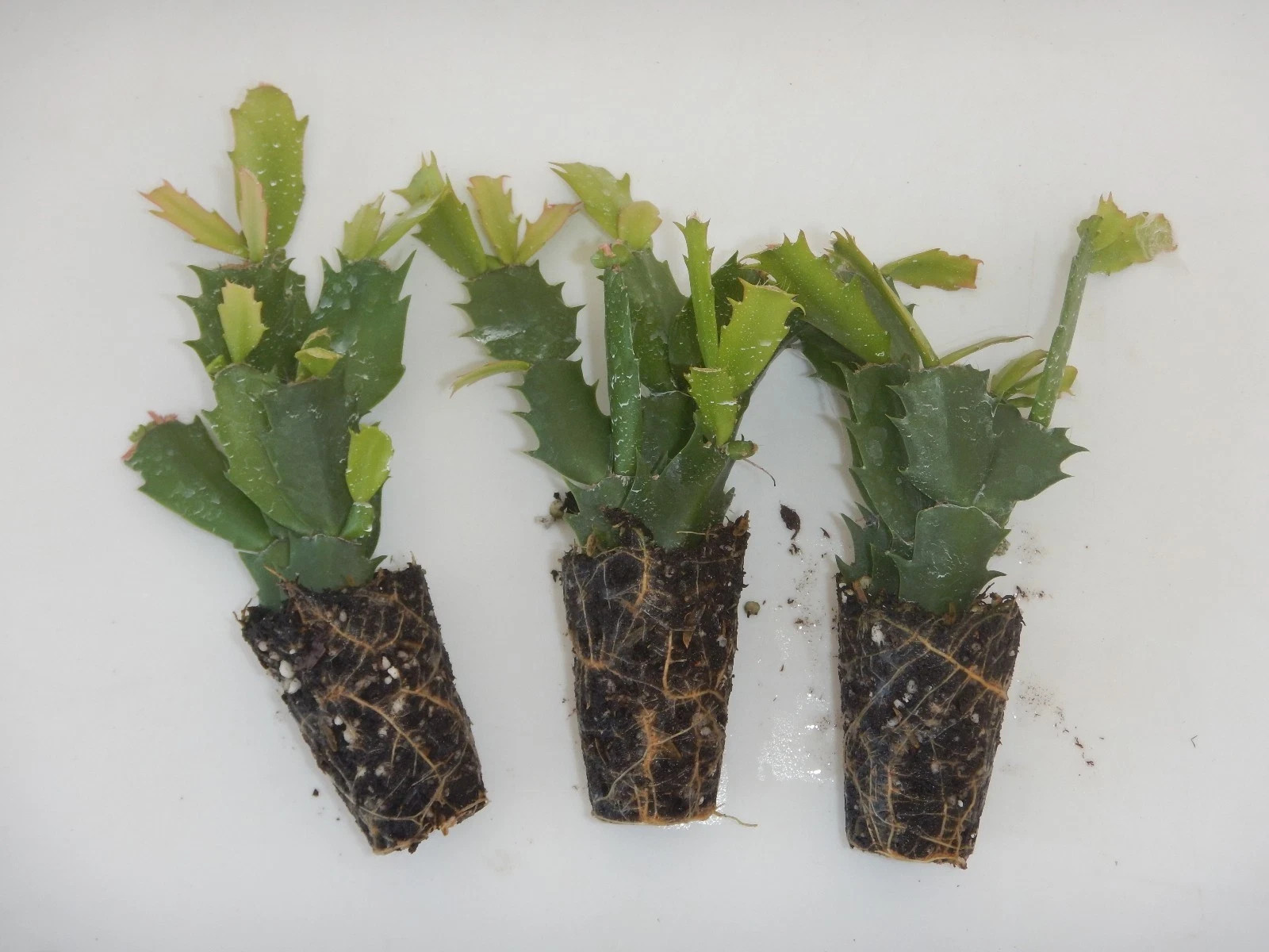 U Pick Any 3 Christmas Cactus/Schlumbergera Truncata Plants~