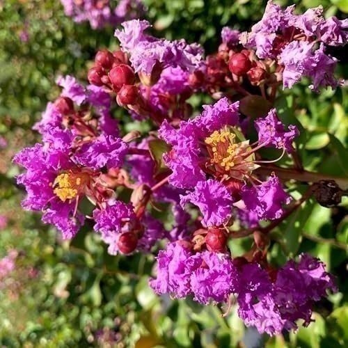 Crape Myrtle Twilight | 3 Gallon | Lagerstroemia indica | Summer Blooms