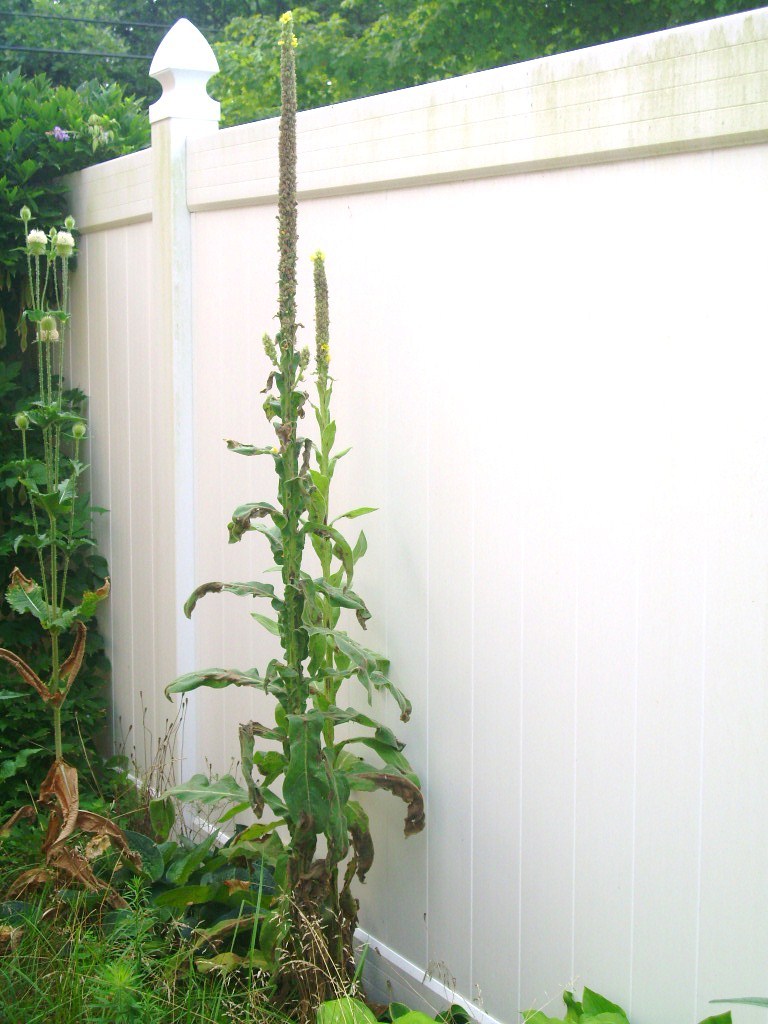 50 GREAT MULLEIN SEEEDS ( Verbascum thapsus ) – up to a 5+ foot tall flower