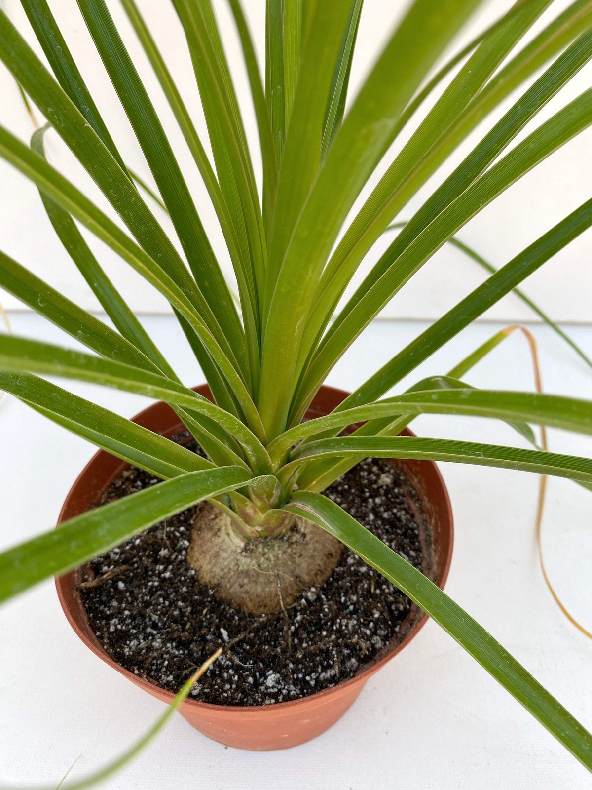 Ponytail Palm (Beaucarnea recurvata) | Elephant’s Foot Tree -Grown in California