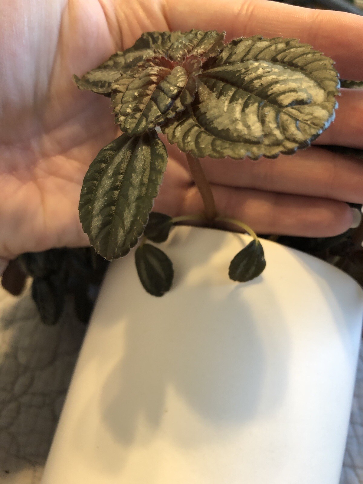 Pilea Spruceana Norfolk Terrarium Plant Cutting Plantlet Vivarium Dart Frog