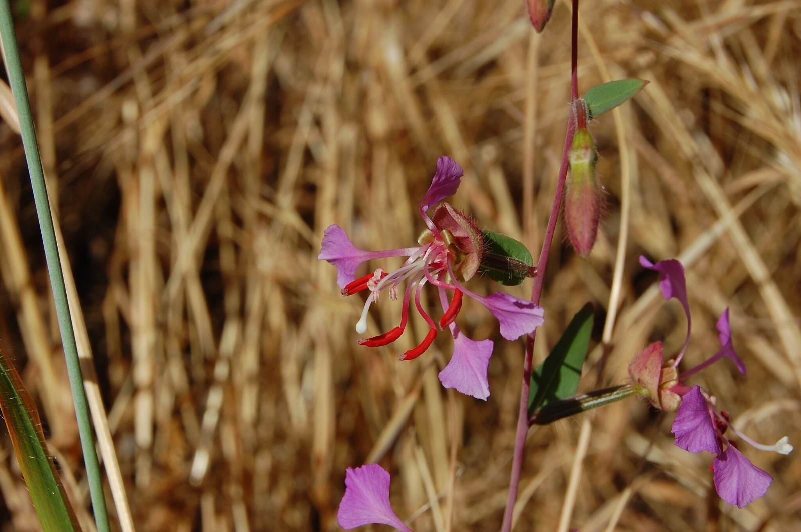 Elegant Clarkia Seeds California Native Flower Clarkia Unguiculata Drought Toler