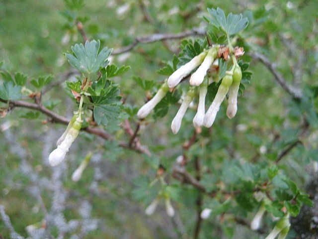 Ribes leptanthum | Slender-Stem Gooseberry | 10 Seeds