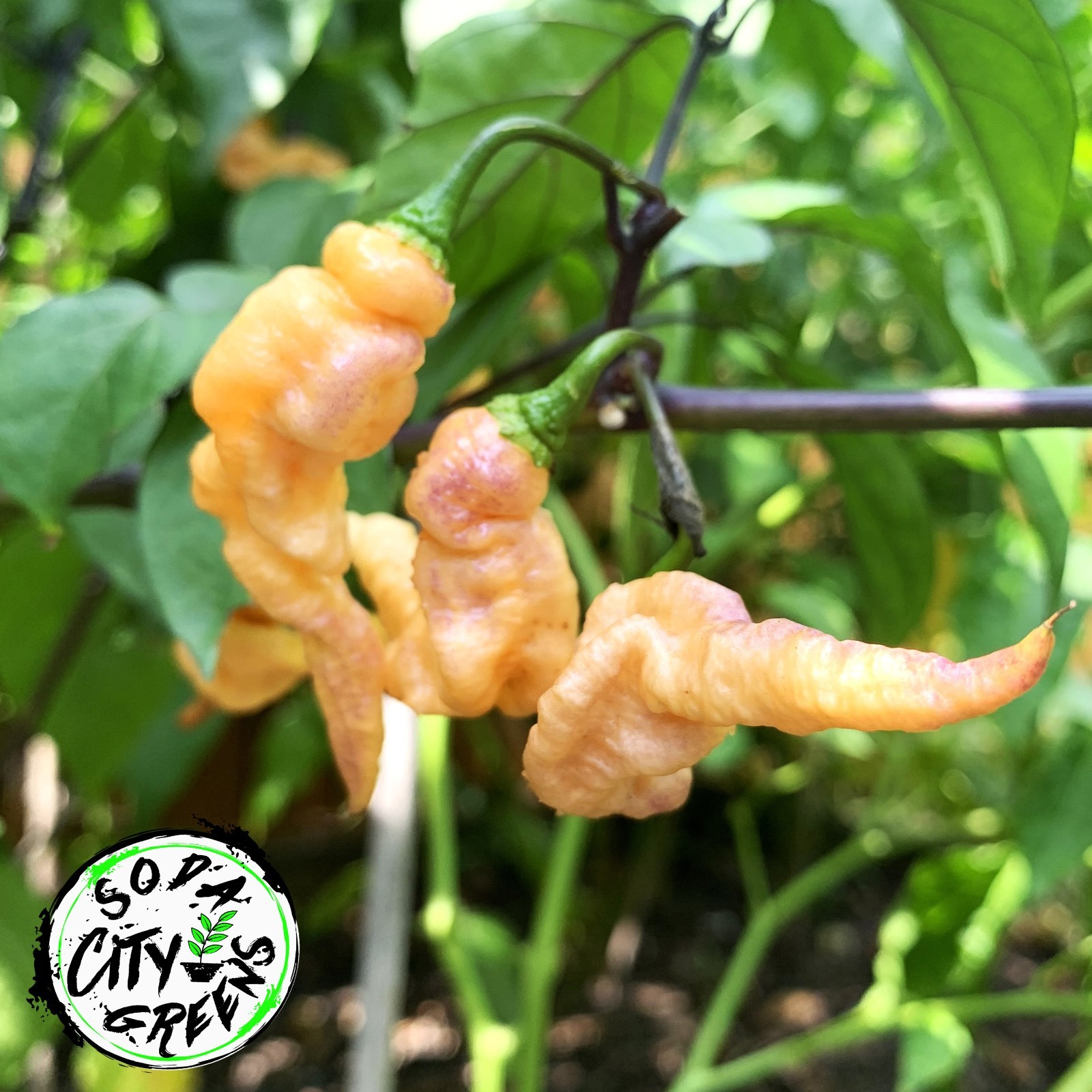 Thors Thunderbolt Pepper Seeds