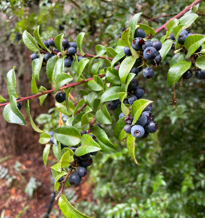 Wild Huckleberry Live Plant – 3-6″ Tall – 3″ Pot – Native Edible Berry Shrub
