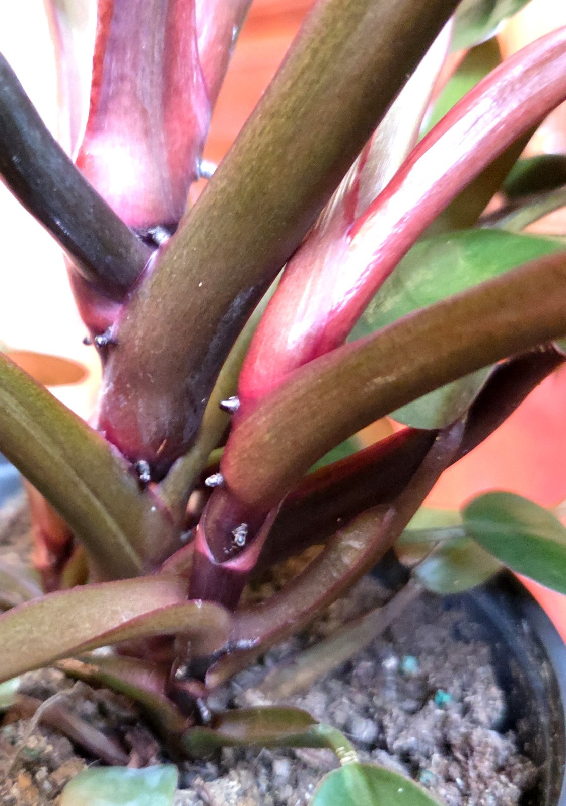 Rare Philodendron Variegated Black Cardinal 18″ Tall W/ Pups Aroid Not Monstera