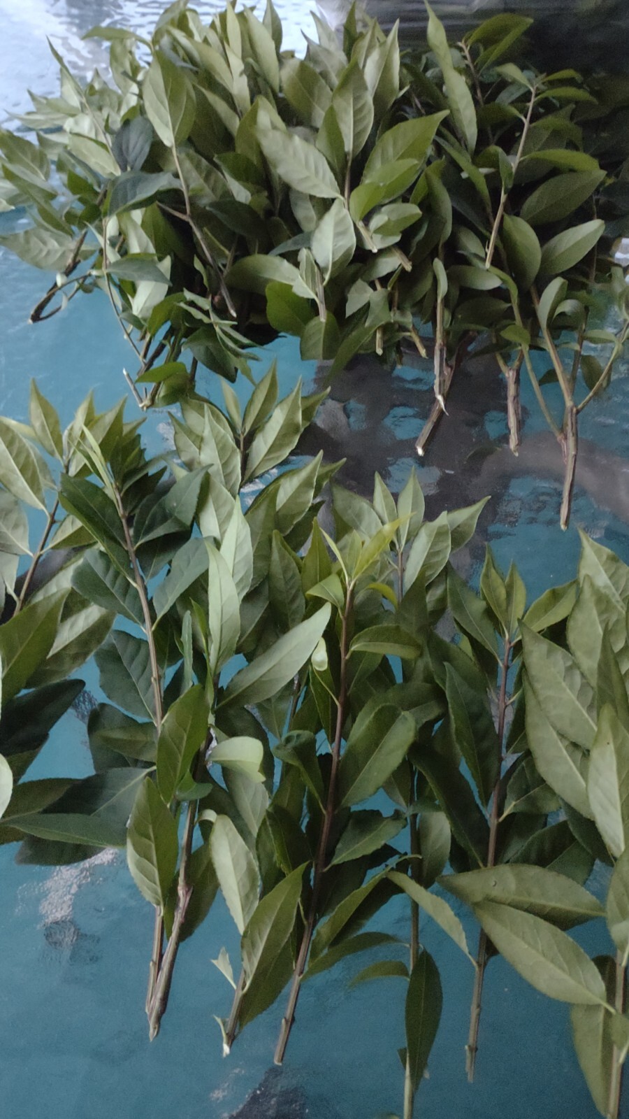 75+Cherry Laurel Fresh unrooted Cuttings Shrubs Hedges Trees Organic grow