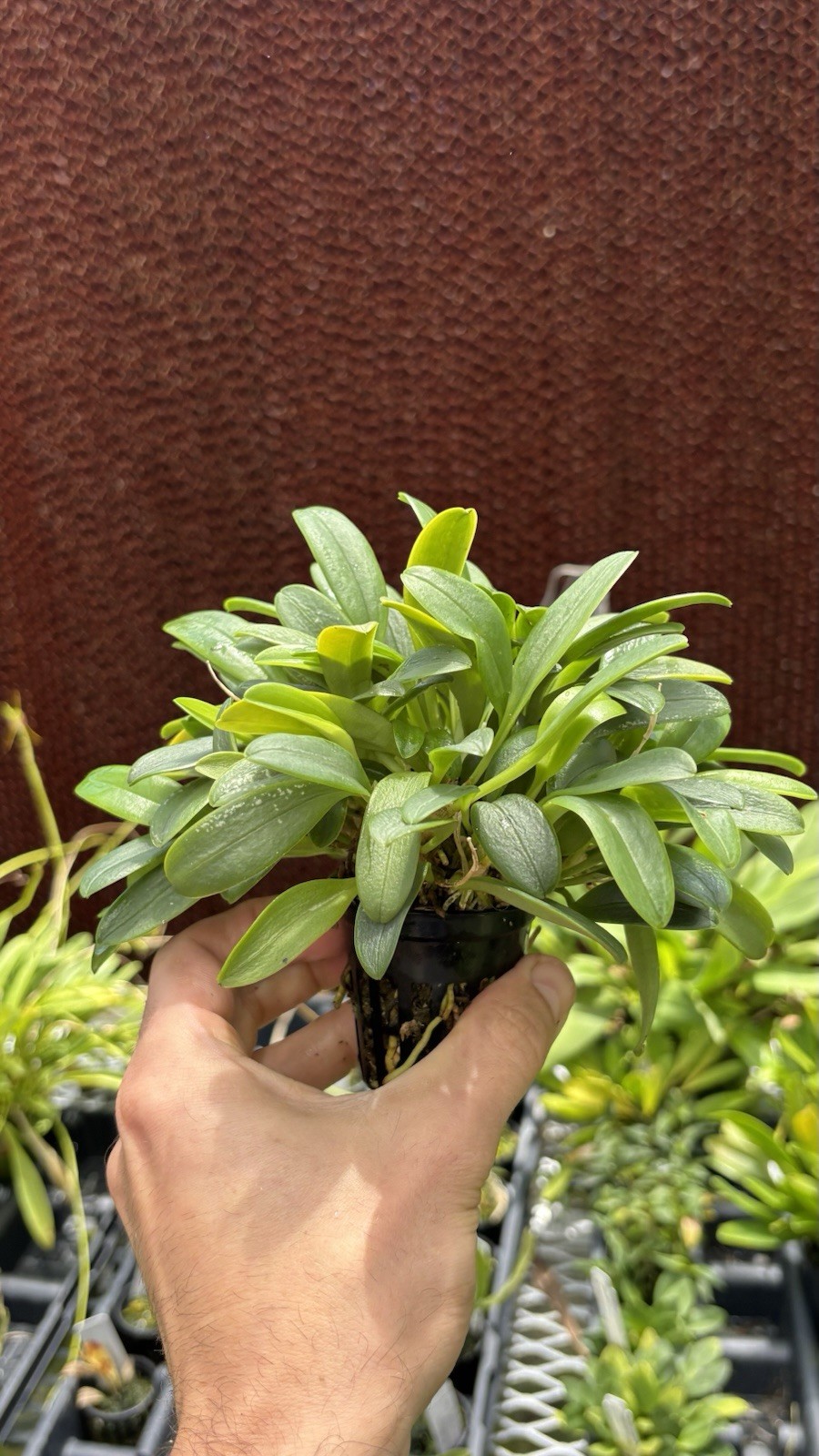 Masdevallia garciae XXL Miniature Orchid Species