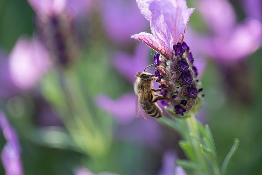 200+ PNW Spanish “Butterfly” Lavandar * Seeds Only * Small Batch Organic