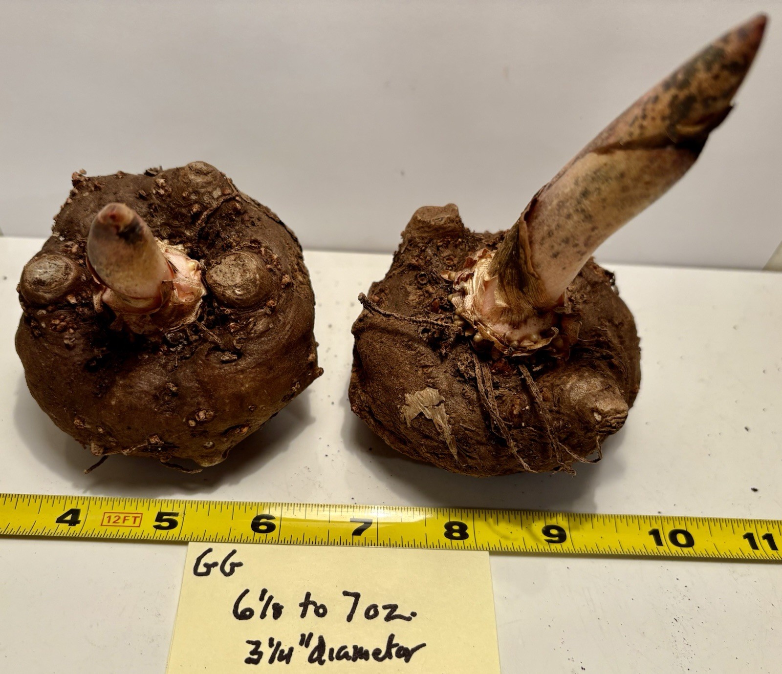 AMORPHOPHALLUS KONJAC ‘Gordon’s Gold’ 1 Dormant Bulb, (Voodoo Lily) Arisaema