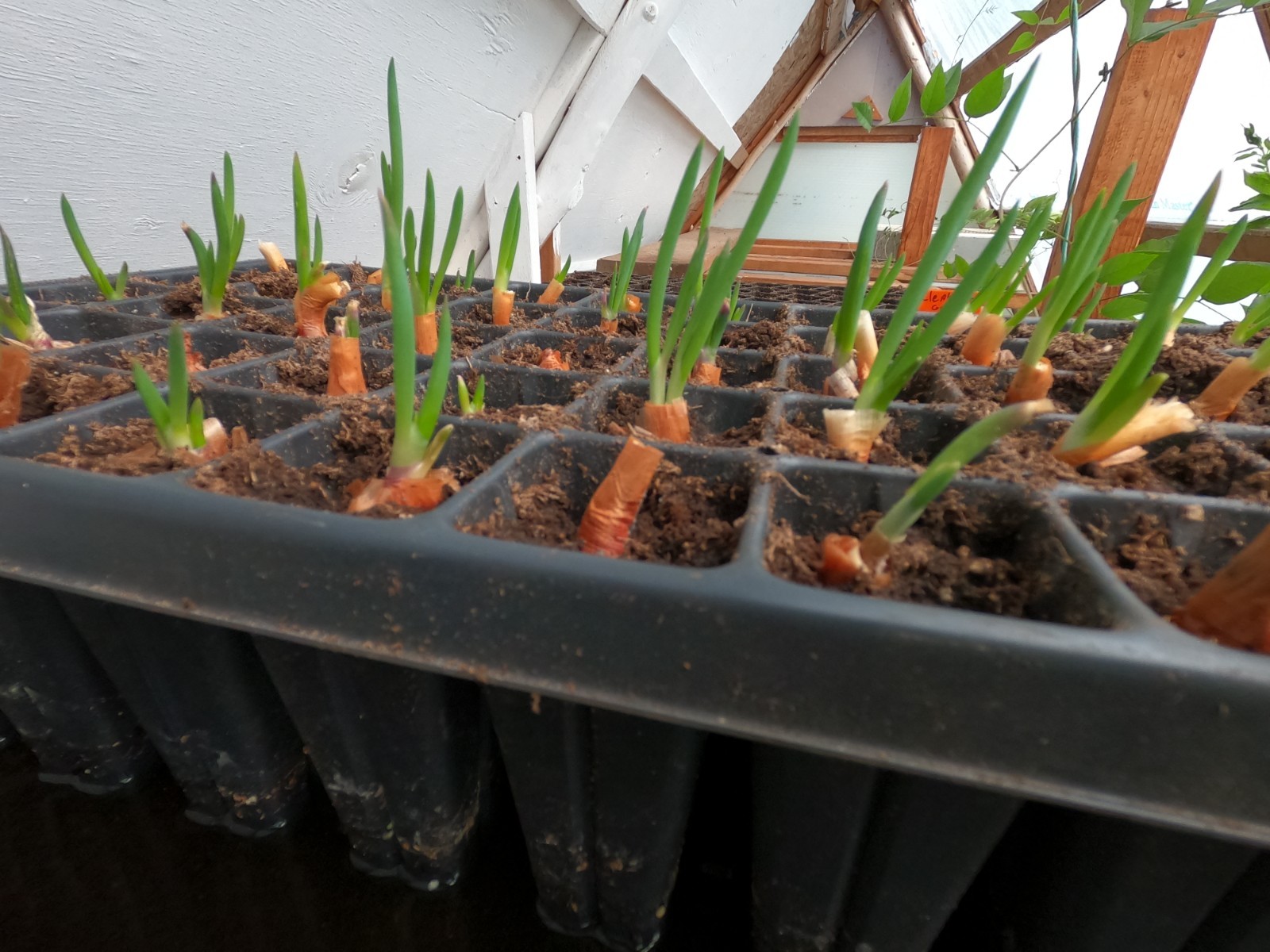 Egyptian Walking Onion Plant Plants – Heirloom Perennial onions