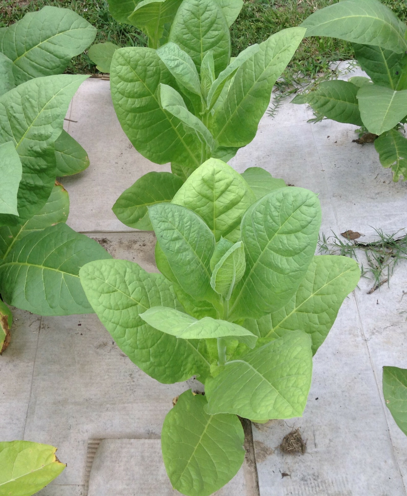 Corojo 99 Tobacco – Nicotiana seeds (1000+ per packet)