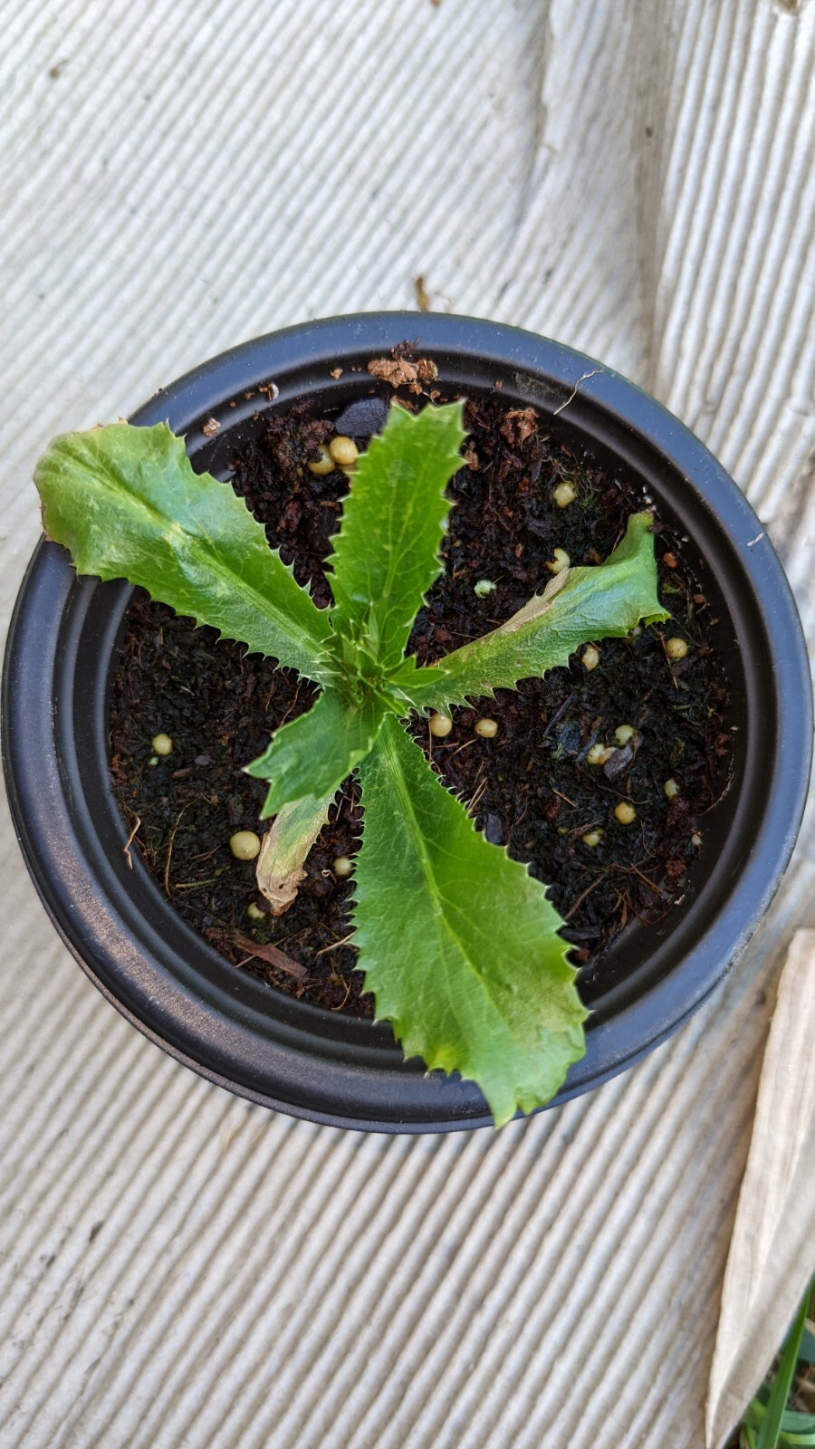 500 culantro seeds | recao | ngò gai | CILANTRO| coriander 8 wks to germinat