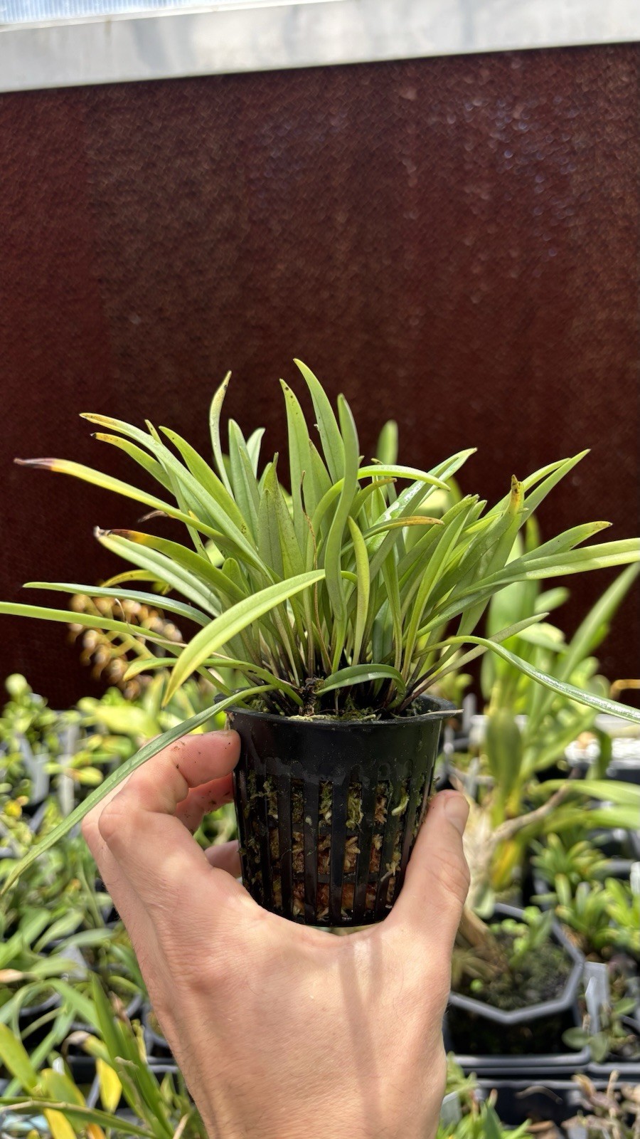 Masdevallia aff. lamprotyria XXL Fragrant Miniature Orchid Species