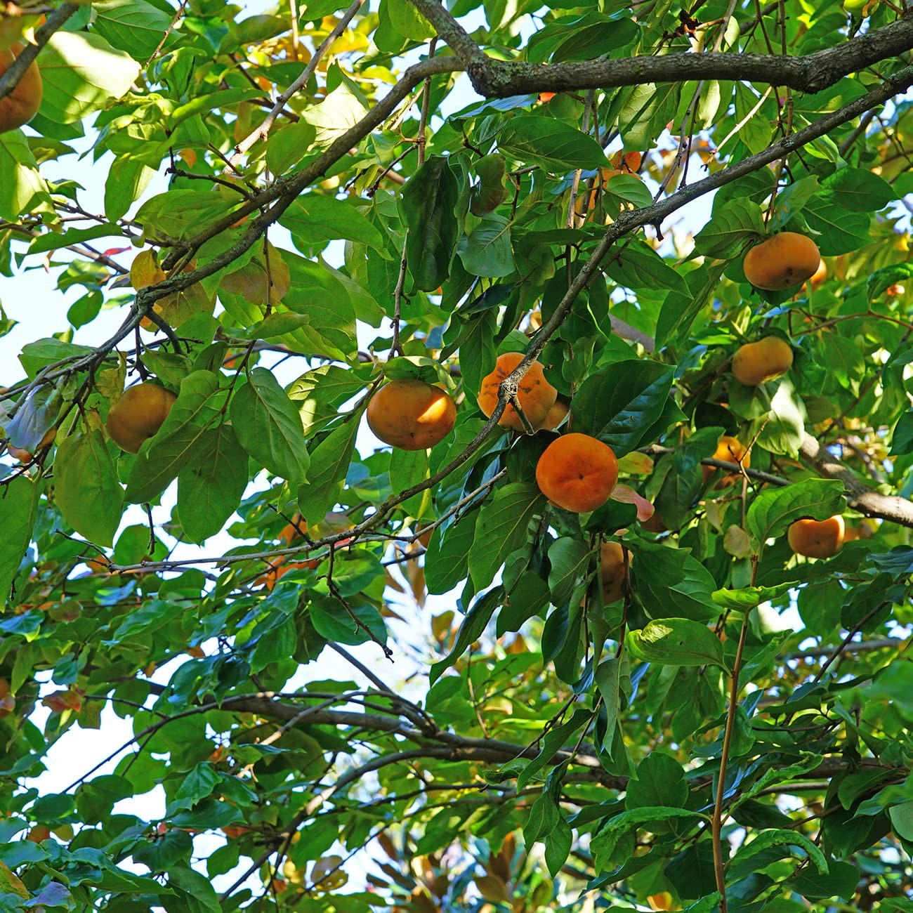 Perfect Plants Hana Fuyu Persimmon Tree 4-5 Feet Diospyros Kaki Live Fruit