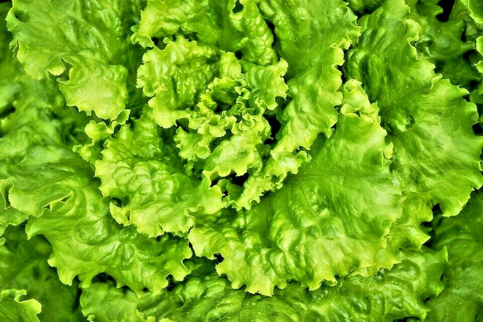 601+GREEN ICE Lettuce Seeds Organic Vegetable Spring Fall Garden Container Easy