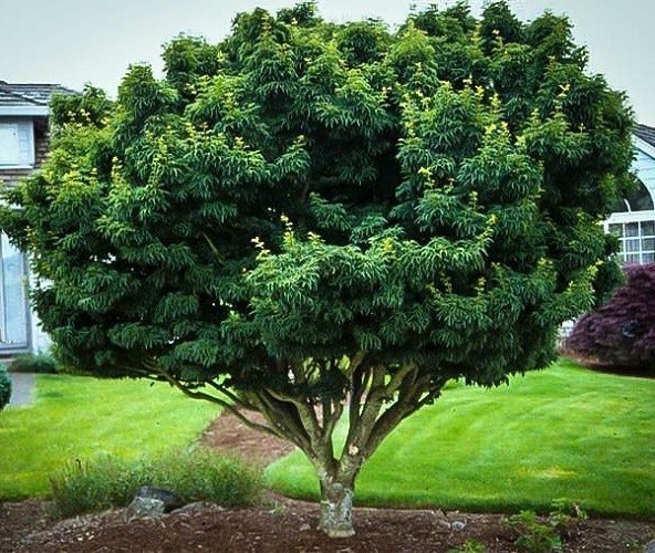 Shishigashira ( Lions Head ) Japanese Maple Tree – Live Plant – ( 2.5 QT )