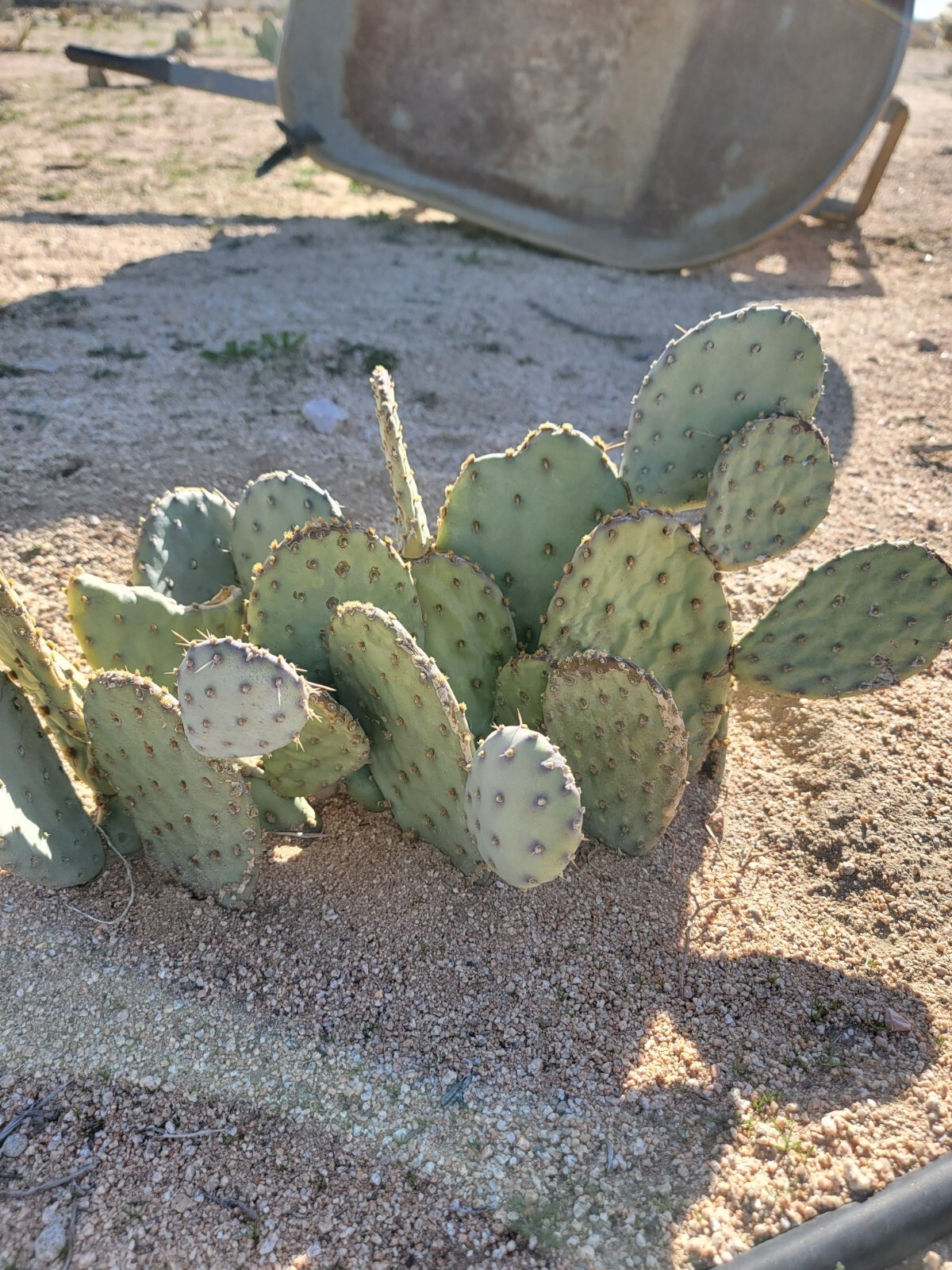 Desert Prickly pear ( Opuntia Phaeacantha), 2 Pads 4-7″ [cold hardy -20F]