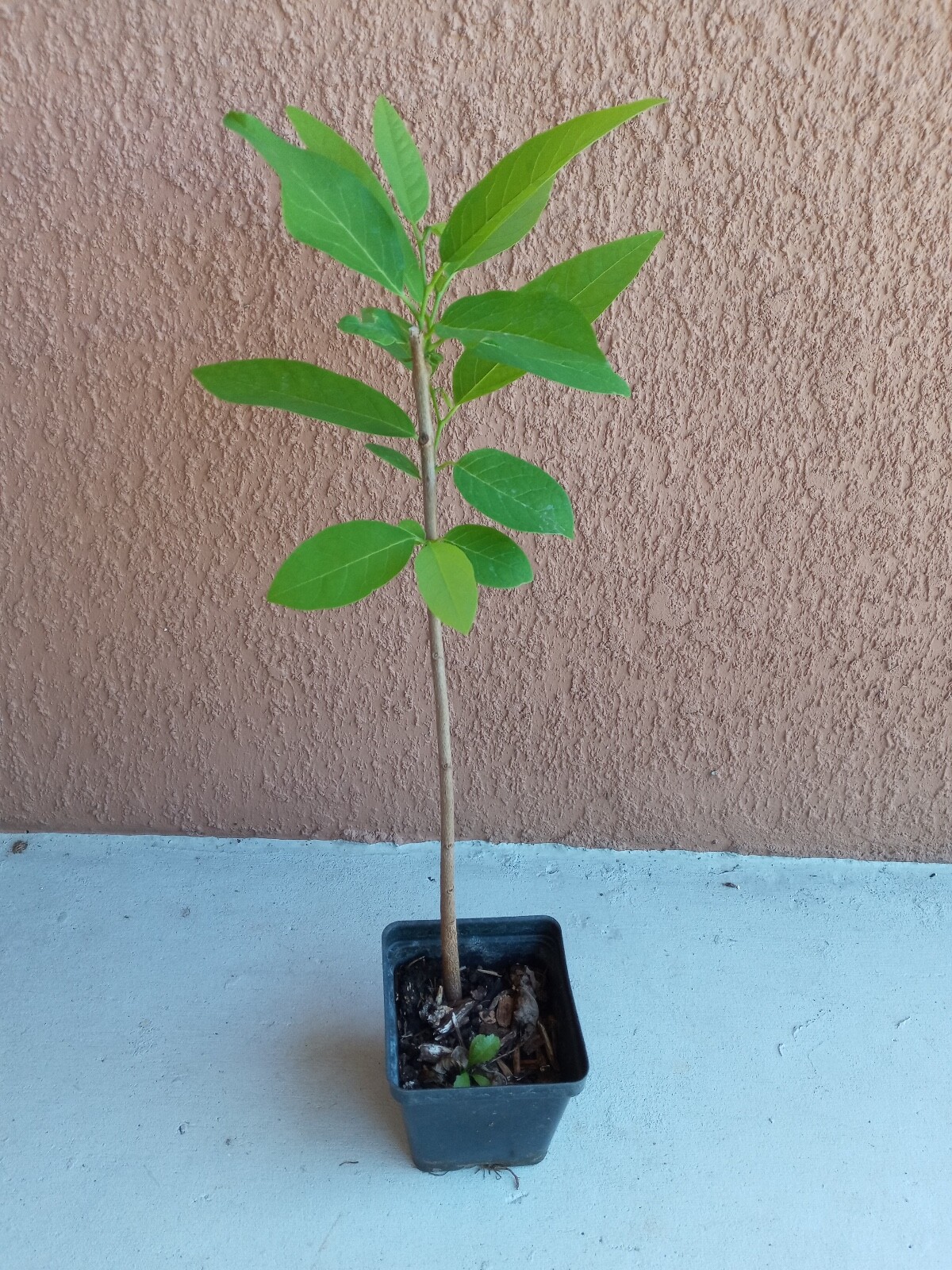 8-12″ Apple Sugar Seedling Plant, Annona Squamosa Custard Tropical FruitTree